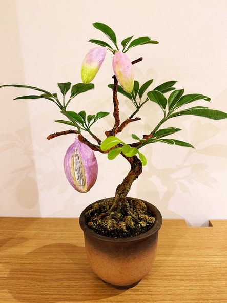 工藝盆栽作品 - 木通果
