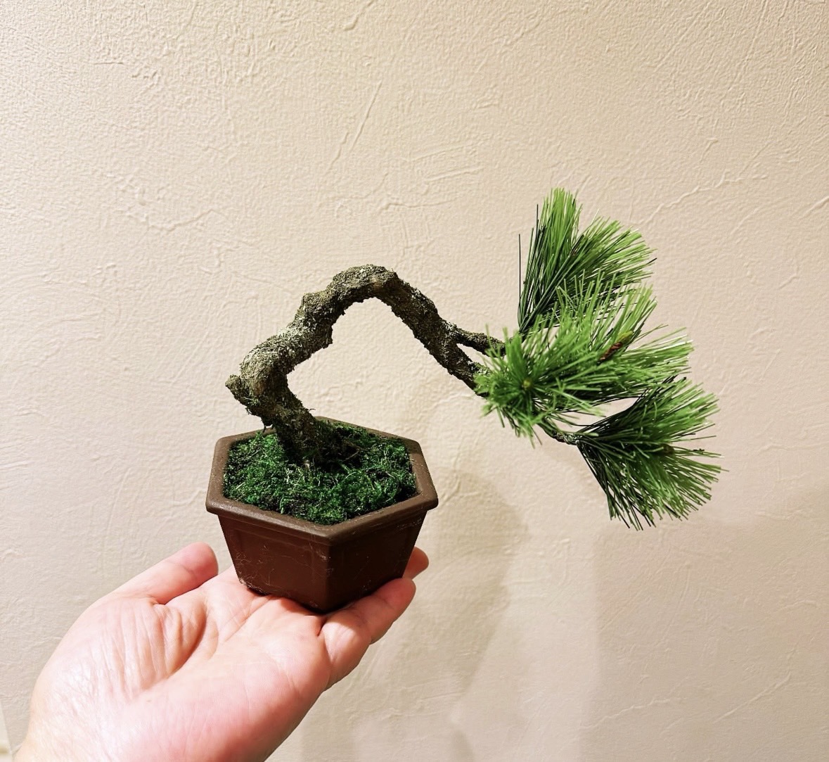 工藝盆栽基礎作品 01 - 基本松