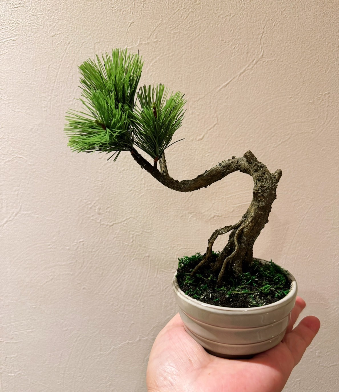 工藝盆栽基礎作品 06 - 露根