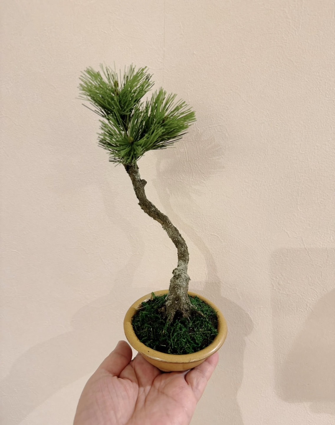 工藝盆栽基礎作品 04 - 文人木