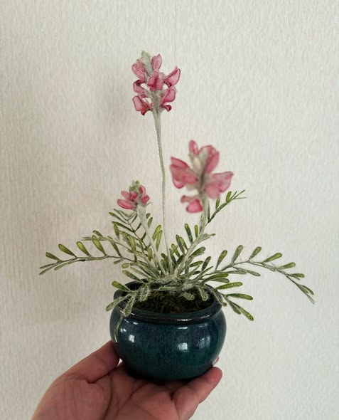 工藝盆栽作品 - 禮文草