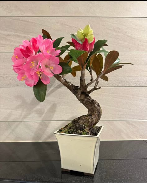 工藝盆栽作品 - 石楠杜鵑