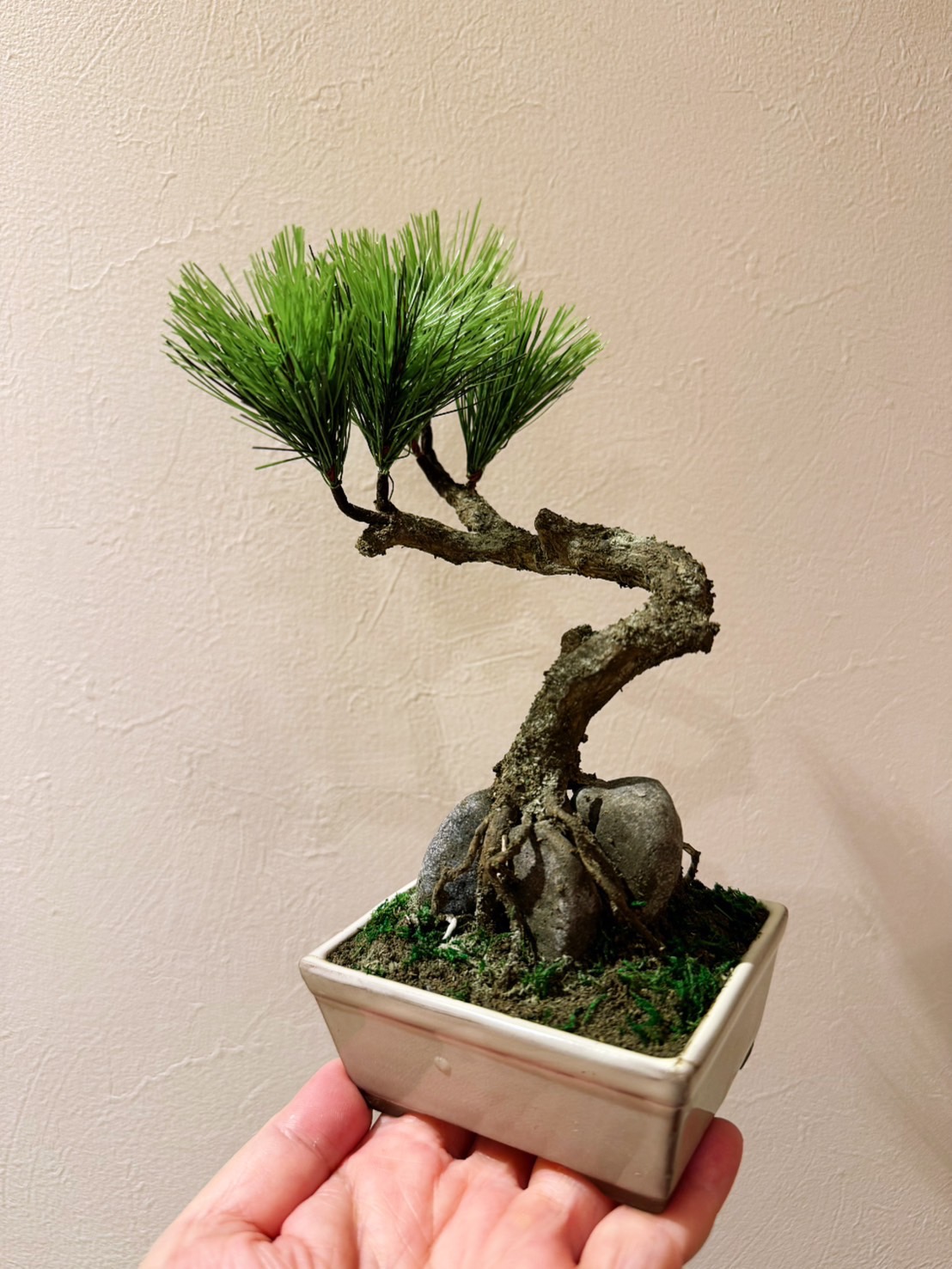 工藝盆栽基礎作品 10 - 附石