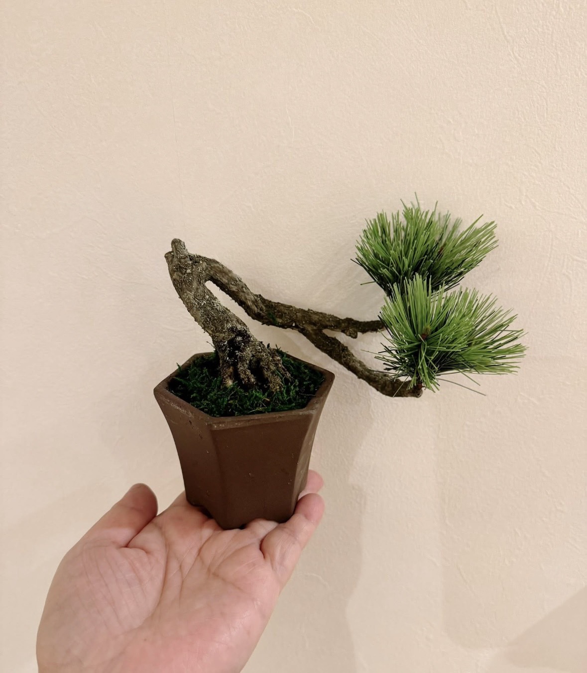 工藝盆栽基礎作品 05 - 半懸崖