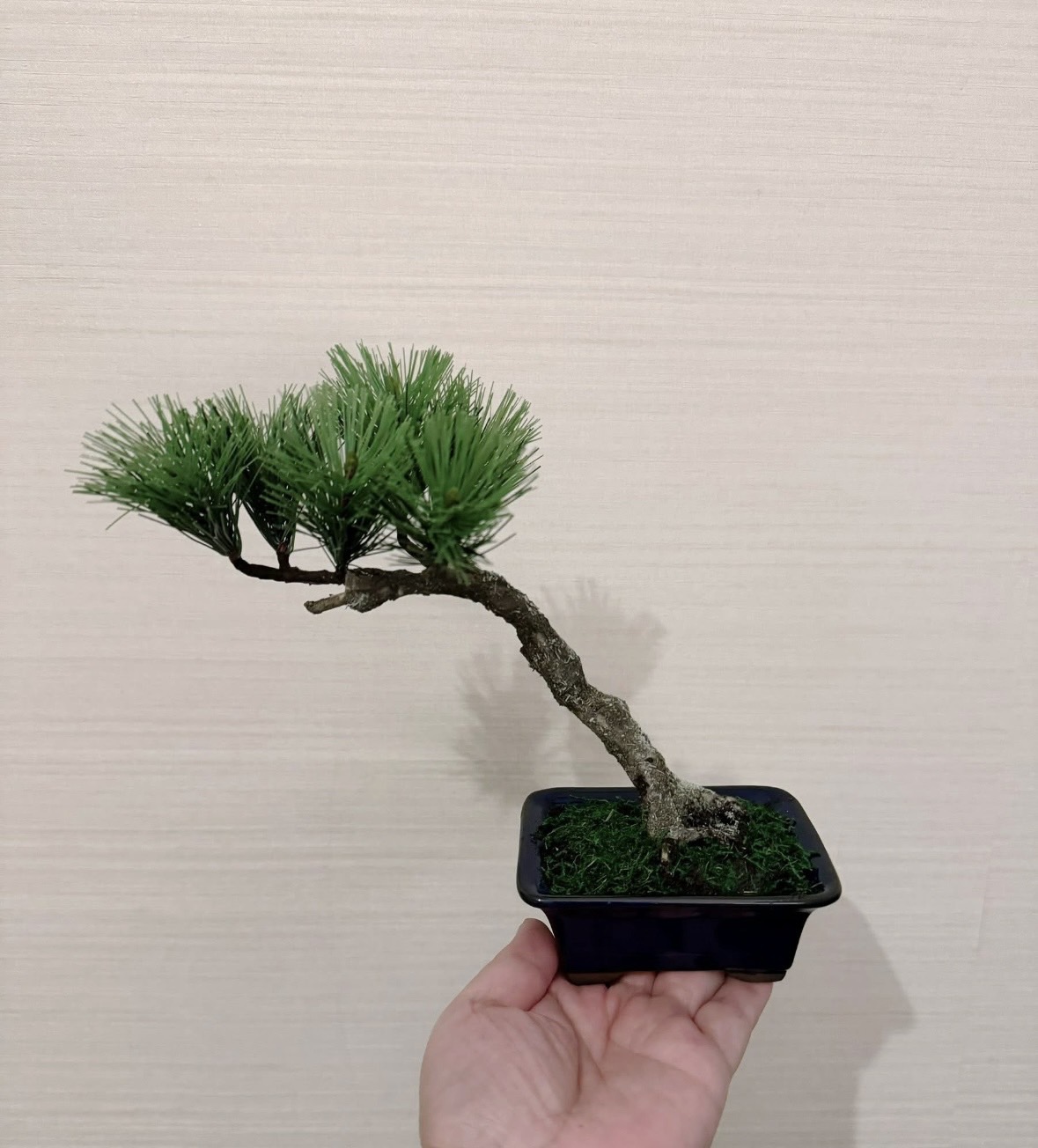 工藝盆栽基礎作品 03 - 斜幹