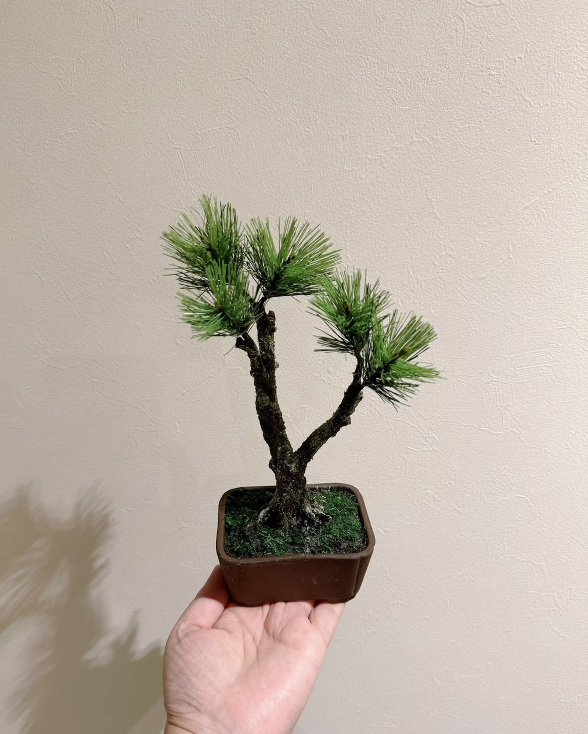 工藝盆栽基礎作品 07 - 雙幹