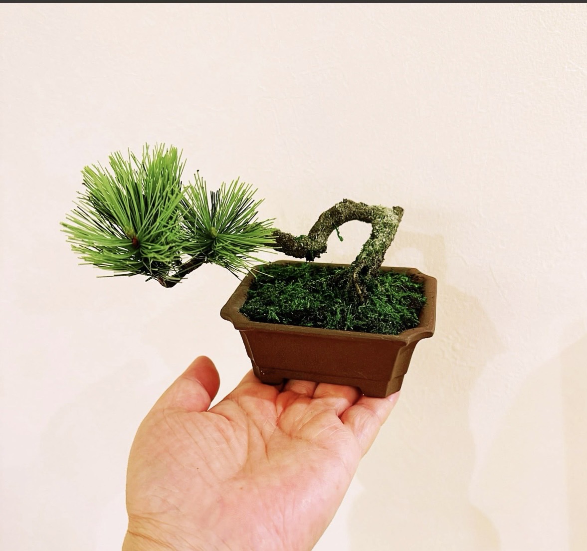 工藝盆栽基礎作品 02 - 風飄