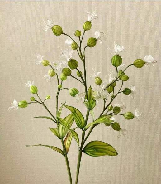 日本水晶花藝 - 麥瓶草